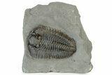 Calymene Niagarensis Trilobite Fossil - New York #232080-1